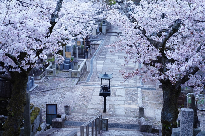 京都_桜情報_2022_38　金戒光明寺　No18