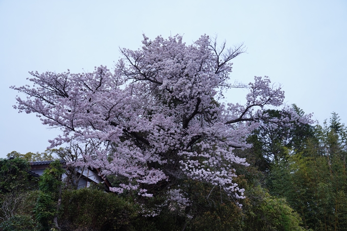 京都_桜情報_2022_38　金戒光明寺　No19