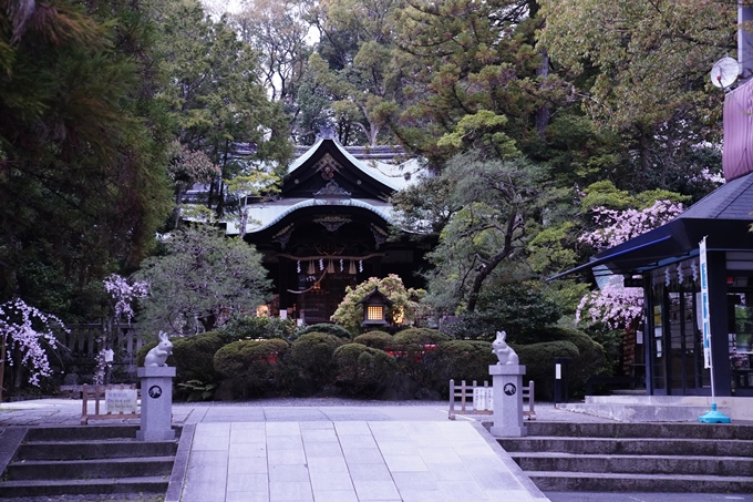 京都_桜情報_2022_38　金戒光明寺　No20