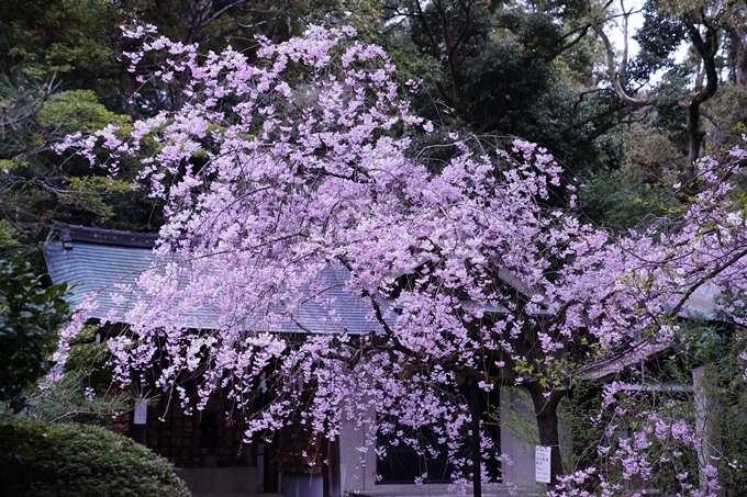 京都_桜情報_2022_38　金戒光明寺　No21