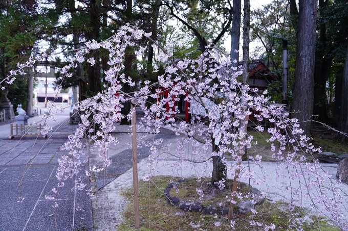 京都_桜情報_2022_38　金戒光明寺　No22