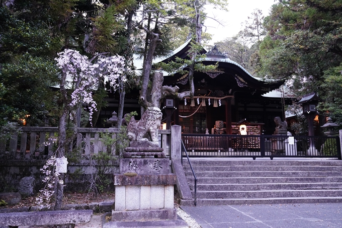 京都_桜情報_2022_38　金戒光明寺　No23