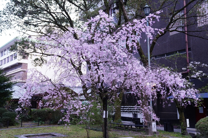 京都_桜情報_2022_38　金戒光明寺　No24