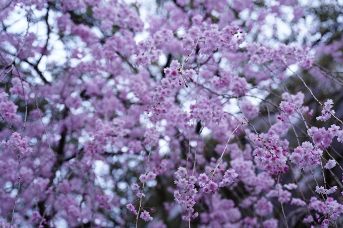 京都_桜情報_2022_38　金戒光明寺　No25