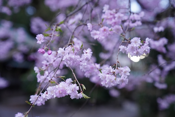 京都_桜情報_2022_38　金戒光明寺　No26