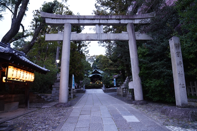 京都_桜情報_2022_38　金戒光明寺　No27