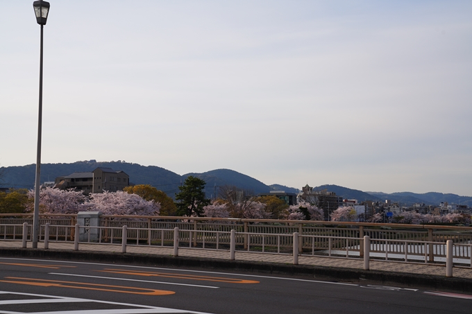 京都_桜情報_2022_39　鴨川　No2