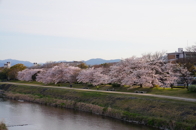 京都_桜情報_2022_39　鴨川　No3