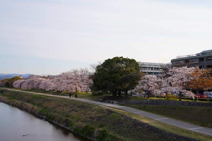 京都_桜情報_2022_39　鴨川　No4