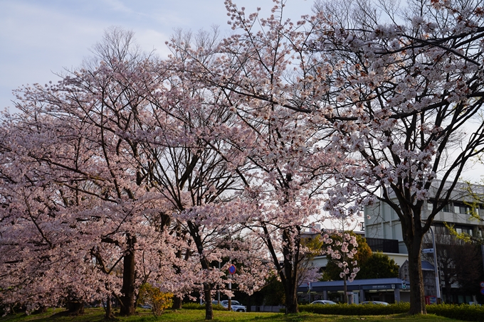 京都_桜情報_2022_39　鴨川　No6