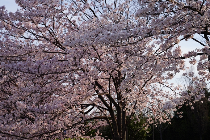 京都_桜情報_2022_39　鴨川　No7