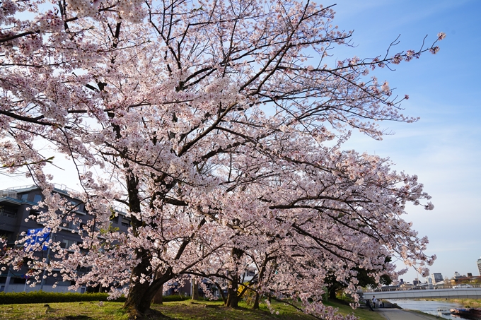 京都_桜情報_2022_39　鴨川　No8