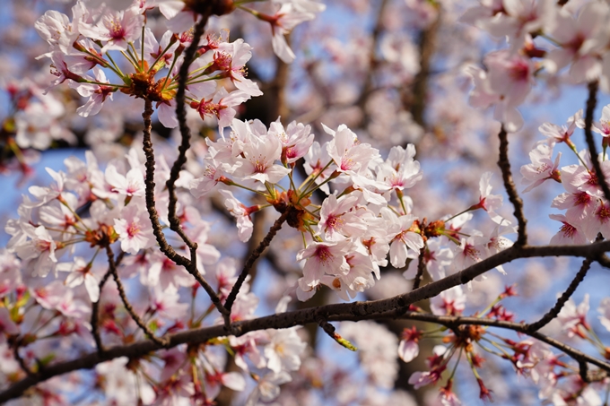 京都_桜情報_2022_39　鴨川　No9