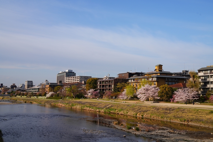 京都_桜情報_2022_39　鴨川　No10