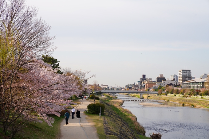 京都_桜情報_2022_39　鴨川　No11