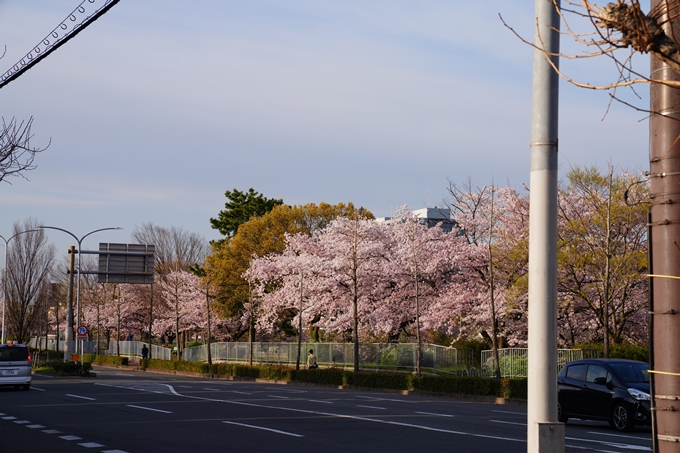 京都_桜情報_2022_39　鴨川　No12