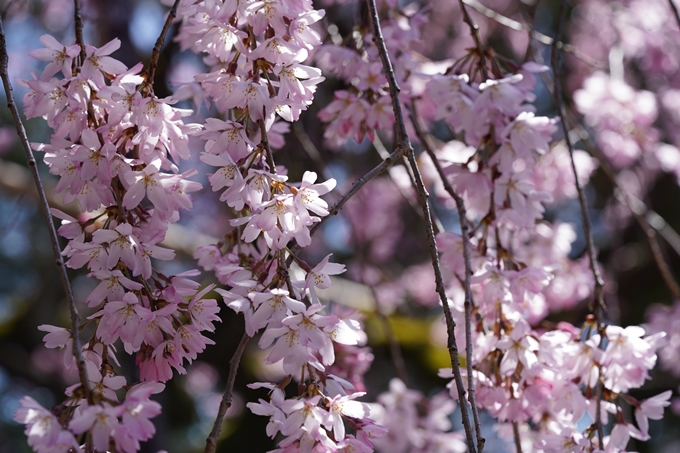 京都_桜情報_2022_08　水火天満宮　No13