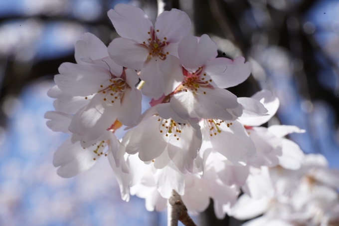 京都_桜情報_2022_09　上品蓮台寺　No12