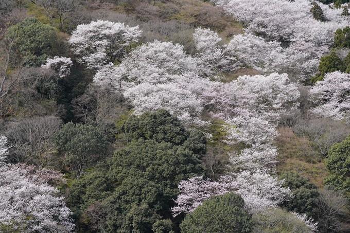 京都_桜情報_2022_26　嵐山公園　No35