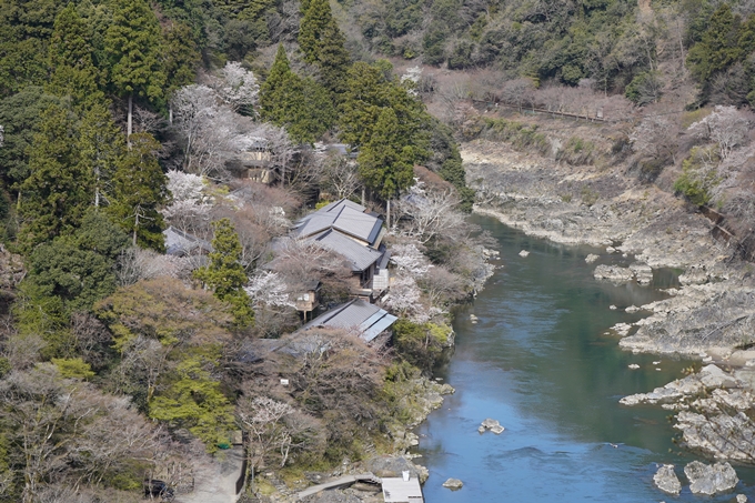 京都_桜情報_2022_26　嵐山公園　No36