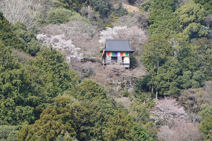 京都_桜情報_2022_26　嵐山公園　No37