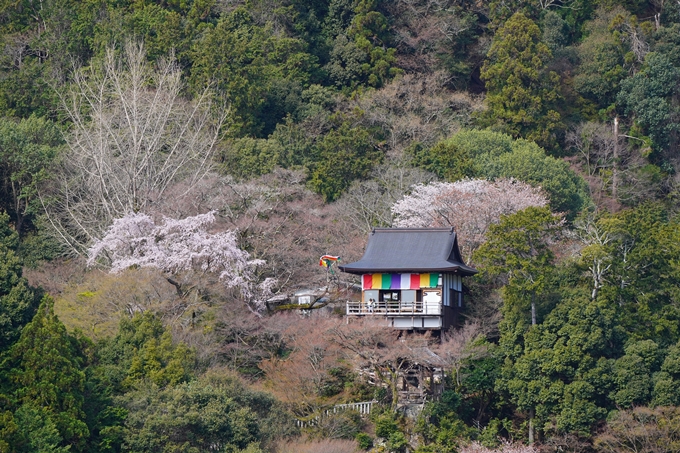 京都_桜情報_2022_26　嵐山公園　No38