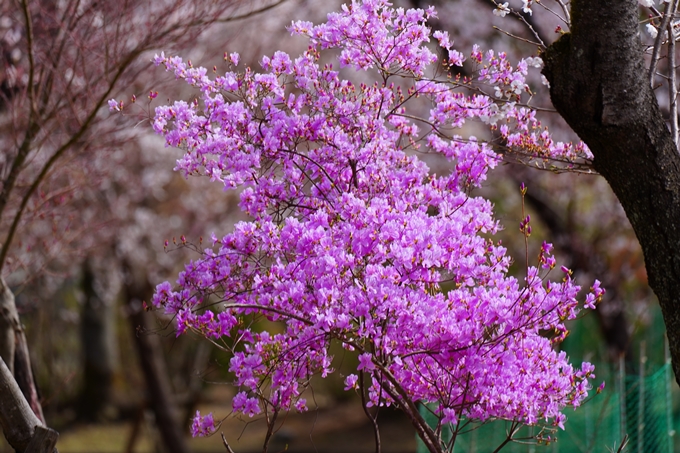 京都_桜情報_2022_26　嵐山公園　No42