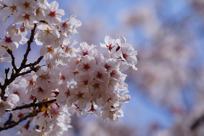 京都_桜情報_2022_26　嵐山公園　No40