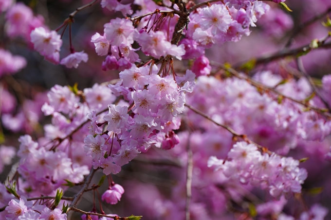 京都_桜情報_2022_26　嵐山公園　No41