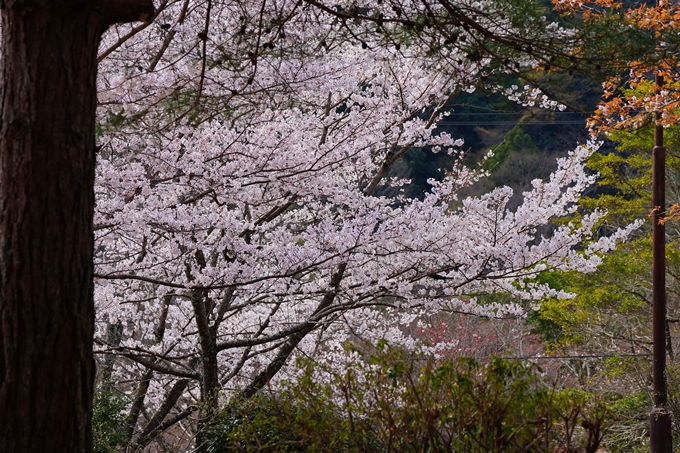 京都_桜情報_2022_26　嵐山公園　No43