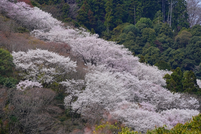 京都_桜情報_2022_26　嵐山公園　No44