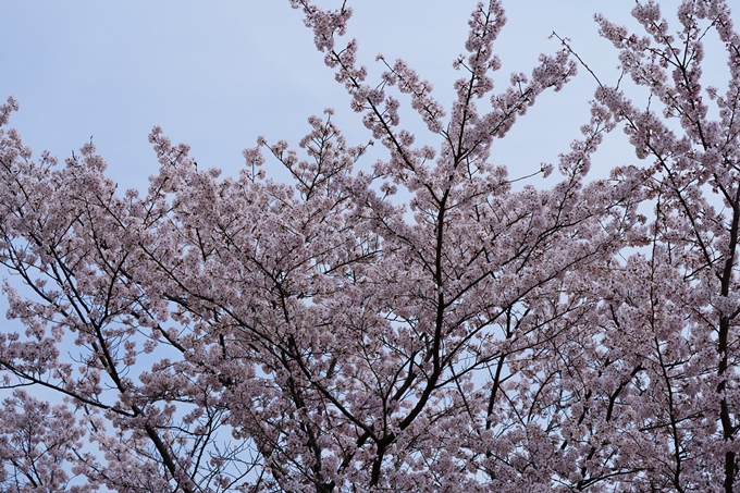 京都_桜情報_2022_26　嵐山公園　No45