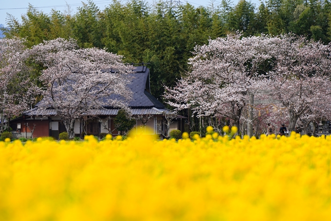 京都_桜情報_2022_27　若宮神社_亀岡市　No8