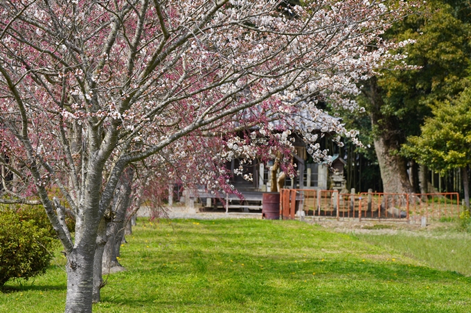 京都_桜情報_2022_27　若宮神社_亀岡市　No13