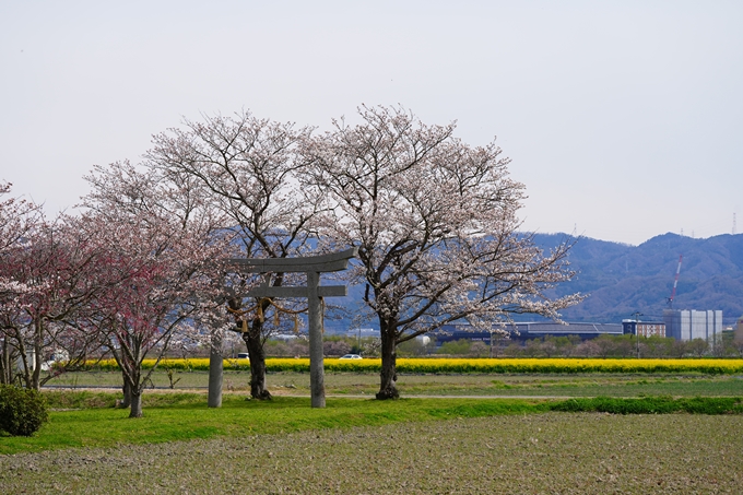 京都_桜情報_2022_27　若宮神社_亀岡市　No15