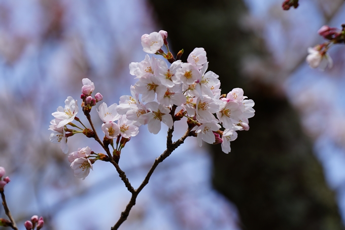 京都_桜情報_2022_28丹波国分寺跡　No9