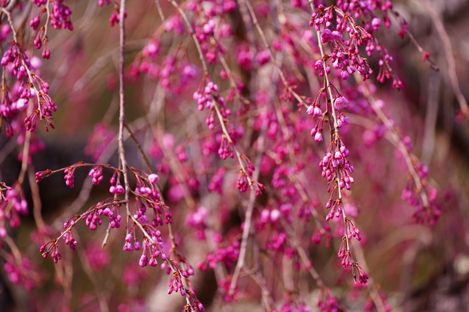 京都_桜情報_2022_29　七谷川　No20