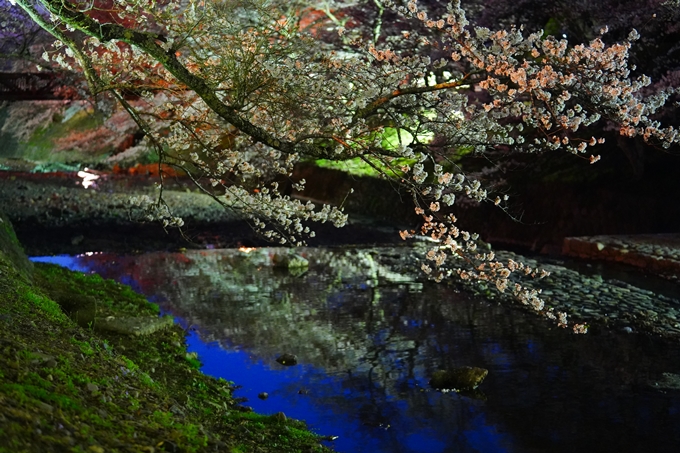 京都_桜情報_2022_32　七谷川_ライトアップ　No27