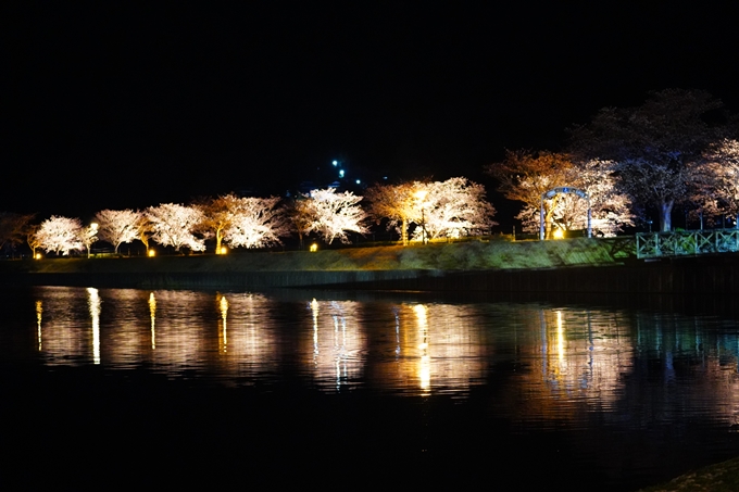 京都_桜情報_2022_33　平の沢池_ライトアップ　No15