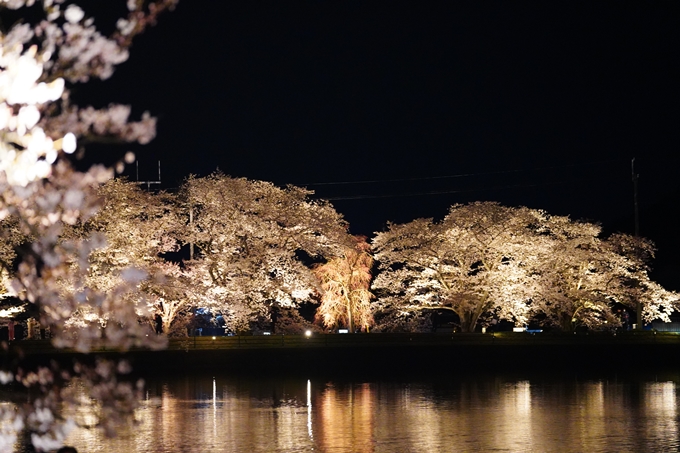 京都_桜情報_2022_33　平の沢池_ライトアップ　No16