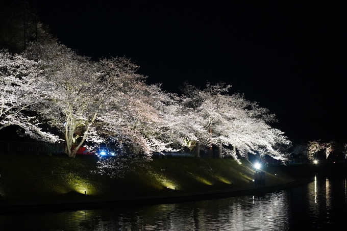 京都_桜情報_2022_33　平の沢池_ライトアップ　No17