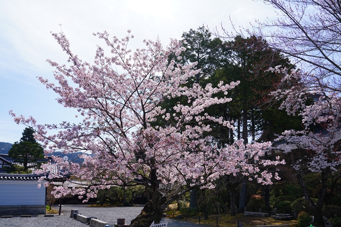 京都_桜情報_2022_40　真如堂_吒枳尼天　No2