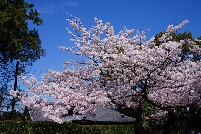 京都_桜情報_2022_40　真如堂_吒枳尼天　No3