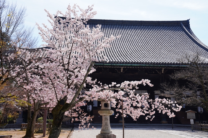 京都_桜情報_2022_40　真如堂_吒枳尼天　No4