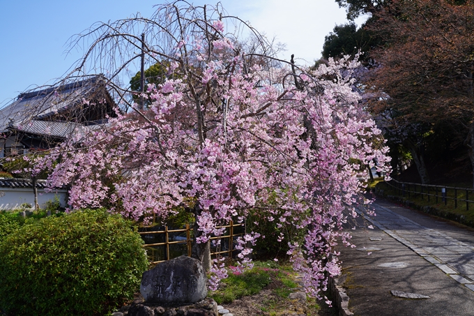 京都_桜情報_2022_40　真如堂_吒枳尼天　No6