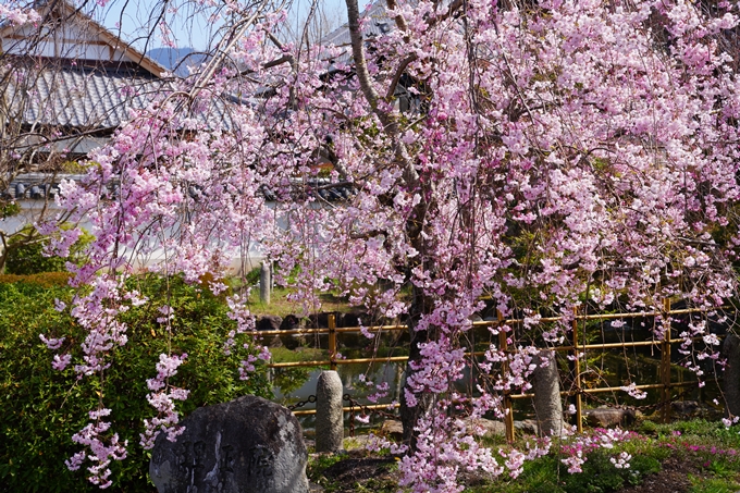 京都_桜情報_2022_40　真如堂_吒枳尼天　No7