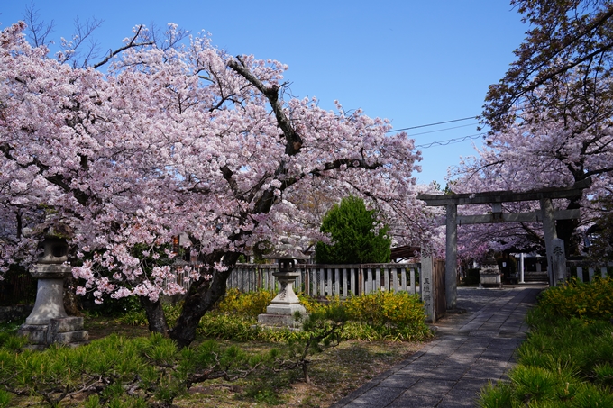 京都_桜情報_2022_40　真如堂_吒枳尼天　No8