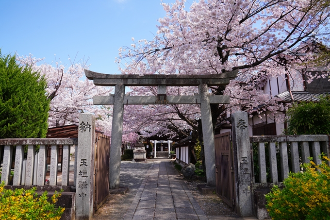 京都_桜情報_2022_40　真如堂_吒枳尼天　No9