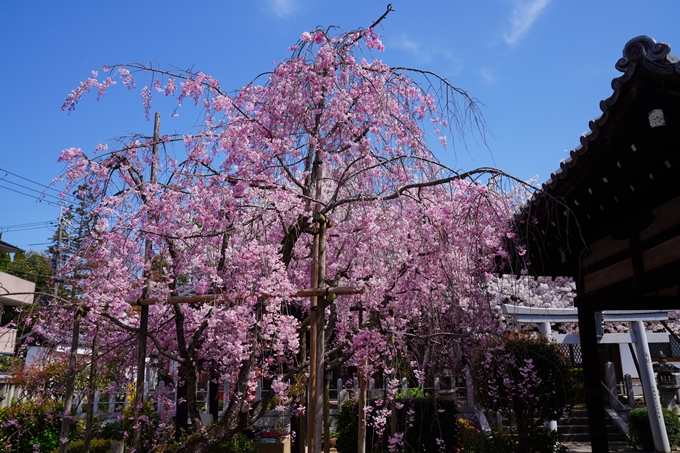 京都_桜情報_2022_40　真如堂_吒枳尼天　No11