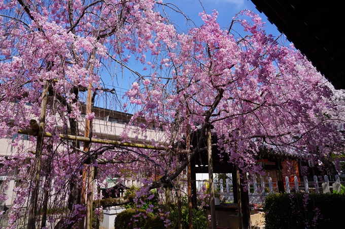 京都_桜情報_2022_40　真如堂_吒枳尼天　No12